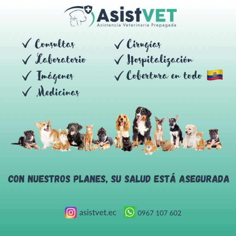 banner asistvet