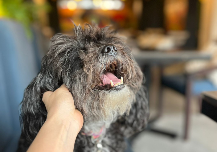 Lee más sobre el artículo Beneficios de ser un negocio pet-friendly: Conecta con clientes peludos y humanos