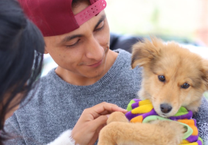 Beneficios de Adoptar un Animal de Compañía