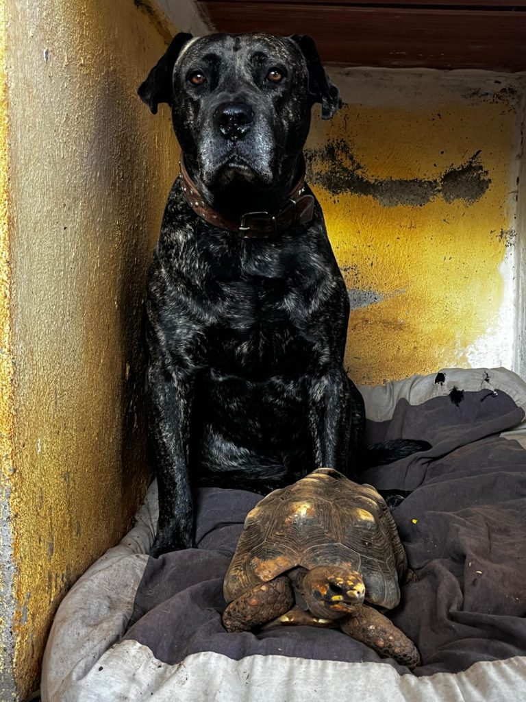 Convivencia de un perro junto a una tortuga