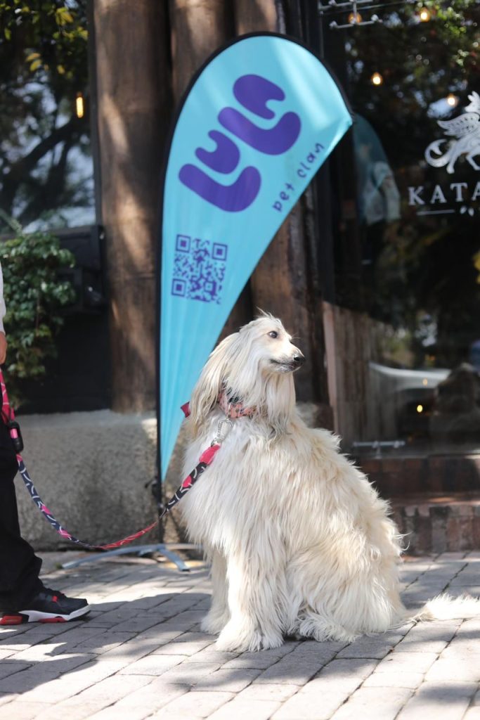 Perro en feria de lula pet clan