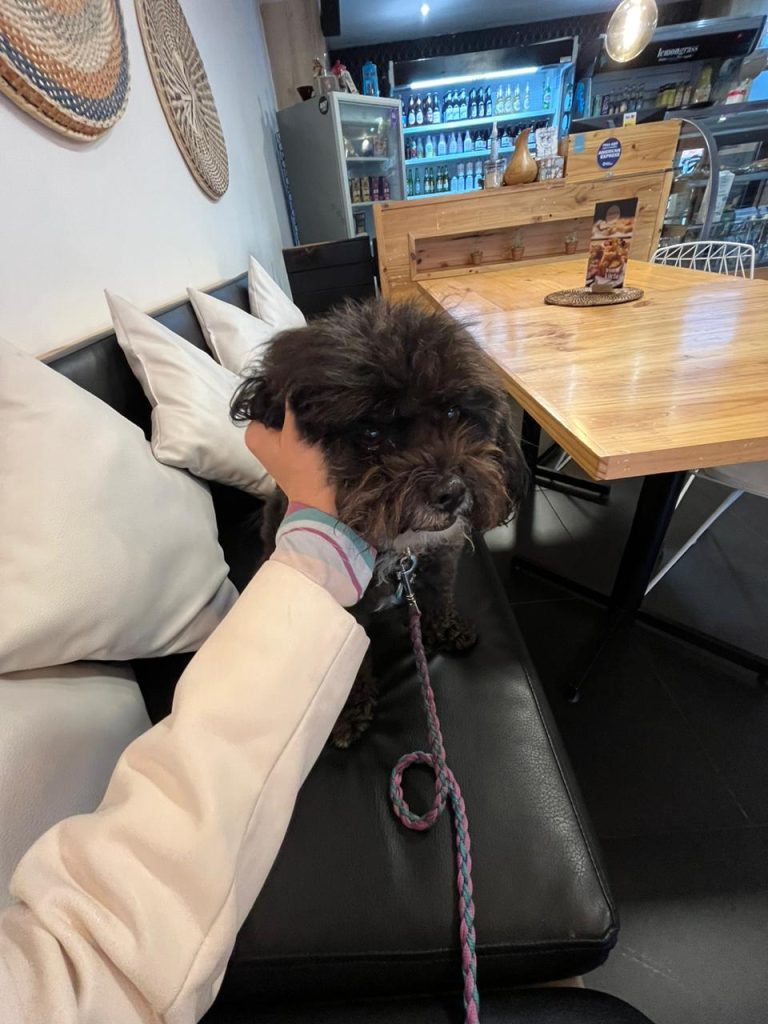 Lula en un espacio pet - friendly