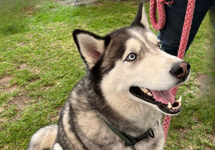 Lee más sobre el artículo ¿Soy un Buen Candidato para Tener Animales de Compañía?
