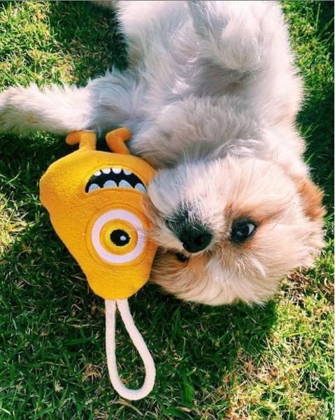 Perro con juguete 
