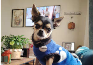 ¿Cómo saber si el hospedaje de mi perrito está funcionando?