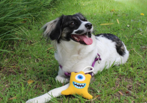 Alku Pets, la mejor opción en juguetes sostenibles para perros