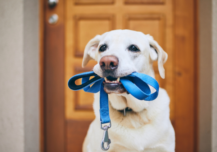 Lee más sobre el artículo Paseos Eficientes con tu Perro: Claves para una Experiencia Completa