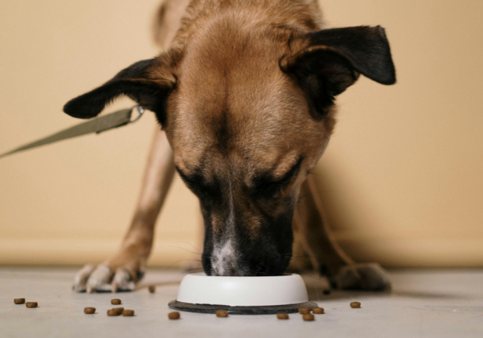 En este momento estás viendo Comida Natural vs. Balanceado: ¿Qué es mejor para tu mascota?