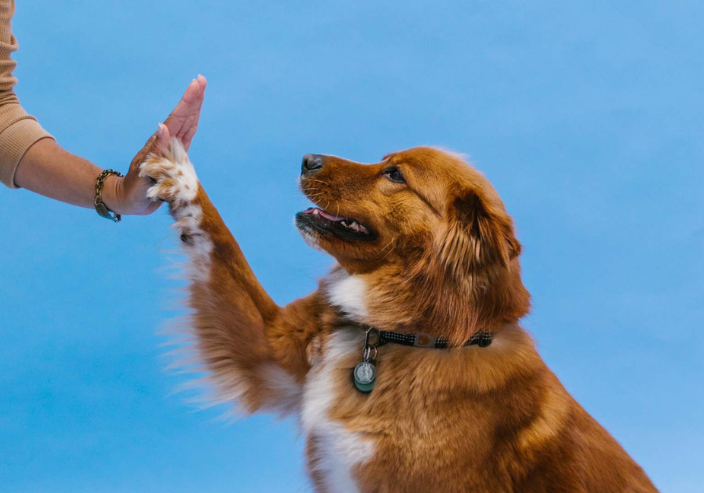 Lee más sobre el artículo ¡Nunca es tarde para aprender! Entrenamiento en perros y gatos mayores